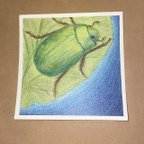 作品黄金虫 コガネムシ 油性色鉛筆画 scarab beetle