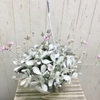 作品超ボリューム♡  カランコエ プミラ  白銀の舞  吊り鉢