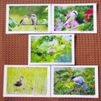 作品【写真ポストカード５枚セット】信州恋写１『野鳥～ののとり～』