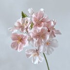 作品送料無料 桜・あかり＊ピンク