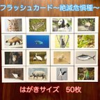 作品右脳が目覚める‼︎フラッシュカード　絶滅危惧種50枚