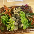 作品多肉植物 シェフの気まぐれサラダ　ミニパック　普及種10種以上詰め合わせ