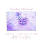 作品Dandelion fluff-V/smallポスター【写真サイズ、パネル加工をお選びいただけます】 