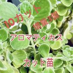 作品アロマティカス　カット苗　15カット　多肉植物などおまけ付き