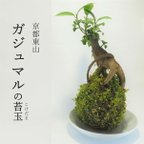 作品『ガジュマルの苔玉』風水パワー★苔玉★多幸の樹★プレゼント★インテリア★観葉植物★送料無料