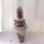 作品サイベリアン　猫　ネコ　羊毛フェルト　オーダーメイド　プレゼント