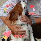 作品癒し犬レンの愛の写真集No.2