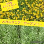 作品メカルドニア ローズマリー 宿根草 多年草 グランドカバー ガーデニング ハーブ 料理にも 鉢植え プランター 花苗 花 花壇