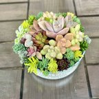 作品多肉植物　寄せ植え　リメイク缶