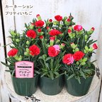 作品🌷花苗 カーネーション プリティいちご 3号 栄養系 多年草 四季咲き 赤 ピンク