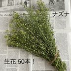 作品ナズナ ❁生花 50本 ❁スワッグ リース などの 花材 にもどうぞ❁✿✾  