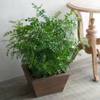作品シマトネリコ　ウッドプランター植え　観葉植物 やや大きめサイズ　屋内　屋外