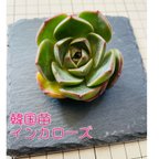 作品多肉植物　韓国苗 エケベリア　インカローズ　単品　宅急便コンパクト　