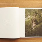 作品Yakushima Forest  / Jun Ogawa