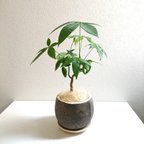 作品●数量限定●希少な曲げ木　”パキラ　coco鉢/受け皿セット（セメント製）”　観葉植物　おしゃれ　幸せの木　室内 インテリア