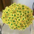 作品スターフラワーミニアレンジ加工30輪販売❣️イエローグリーン❣️ハンドメイド花材カラードライフラワー