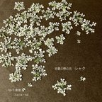 作品🎵初夏の野の花 シャク 30輪  ＊ 押し花