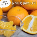 作品ジューシー木なり完熟はっさく　化学肥料・農薬不使用　ちょっと訳あり5kg