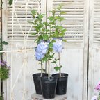 作品🌷花木 八重咲き ムクゲ 紫玉 5号 高さ70cm～ ハイビスカス ブルー 長く咲く🌷