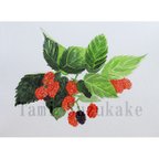 作品絵画販売・水彩原画「植物画・ラズベリーの実」