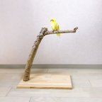 作品【流木の止まり木】高さ52cm 中型、大型インコにも！縞模様がアクセントの止まり木