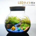 作品【完成品】LEDライト付 ボトルテラリウム 14cm 苔テラリウム 海へ流れる沢　LEDライト付 ボトルテラリウム