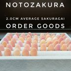 作品オーダー品【石川県産】幸せのさくら貝 2.0cm平均 