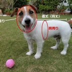 作品モデル犬のヌードサイズについて