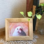 作品つやっぽ文鳥