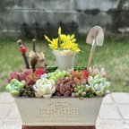 作品★送料無料★♡そのまま飾れる♡リスちゃんのガーデン♬可愛い多肉植物寄せ植え╰(*´︶`*)╯