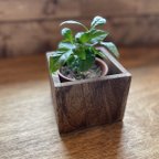 作品(お店にてsold ) wood cube(ダークウォルナッと) コーヒーの木セット