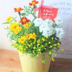 作品🌹母の日にも　yellowのジニアとメカルドニア　おしゃれなお花の寄せ植え　