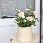 作品🌺鉢花 ミニバラ＆ウィリアムモリスセラミスポットwhite おしゃれ ラグジュアリー 陶器 育てやすい