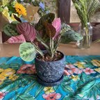 作品マランタ　レウコネウラ　観葉植物　レア植物　おしゃれな植物　母の日　贈り物　プレゼント用　