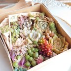 作品【多肉植物】選べる！カット苗寄植えmixセット①*エケベリアは根付き*