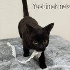 作品羊毛フェルト　猫　遊んで〜の黒猫ちゃん