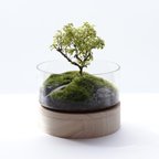 作品Bonsai｜ニレケヤキのテラリウム