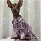 作品【ミニピン用犬服】トリコロールチェックがとってもオシャレ⭐︎カジュアルチェックのタック入りシャツ&ワンピース