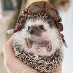 作品小動物用帽子 パイロット帽  (cap for small animals)