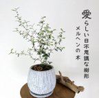作品大きなメルヘンの木　5号　丸型陶器鉢　受け皿付き 観葉植物　インテリア