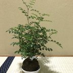 作品つやつやの葉と苔が相性ぴったり♡シマトネリコの苔玉　【前畑陶器の器セット】