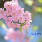 作品047)春うらら　桜のポストカード５枚組