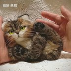 作品オーダー見本 [チンチラゴールデン仔猫]