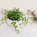 作品幸せを運ぶ『つる性ガジュマル』　3号 ツイスト鉢　観葉植物　インテリア