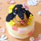 作品春のパンケーキ ダックス ブラックタン ♬*° 羊毛フェルト ぬいぐるみ 桜