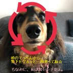 作品📢犬用ニット帽  サイズの選び方