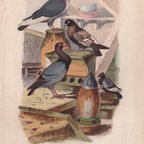 作品フランスアンティーク 博物画 『鳥類　Pigeons　ハト２』 多色刷り銅版画