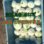 作品【農薬・化学肥料不使用]】淡路島新玉ねぎ　訳あり・ムキ玉　5キロ