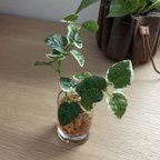 作品【再販】■本物そっくり枯れない観葉植物■ミニ　フェイクグリーン　葉　水やり無し　枯れない　虫つかない　世話いらず　ショップインテリア　ディスプレイ