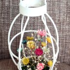 作品送料無料‼️白いランプ湿度花(湿度で開閉するﾄﾞﾗｲﾌﾗﾜｰ)🌺　F58